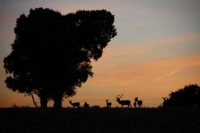 Una bacteria afecta a las poblaciones de ciervo silvestre de áreas de Extremadura y Andalucía 