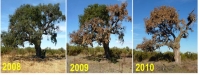 Evolución de un alcornoque ('Quercus suber') afectado por el microorganismo 'Phytophthora cinnamoni'.