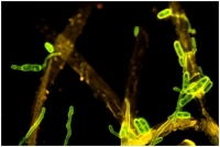 El hongo patógeno Fusarium oxysporum infectando raíces de tomate