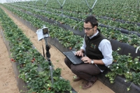 Un integrante del equipo cientfico del Departamento de Agronoma de la UCO sobre mejoras tecnolgicas en cultivos hortcolas realiza mediciones en una plantacin fresera 