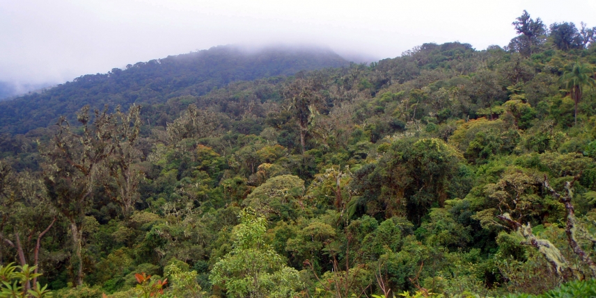 Los tratamientos selvícolas pueden aumentar la capacidad de absorción de carbono de los bosques